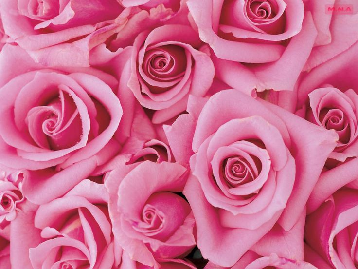 Pretty in Pink