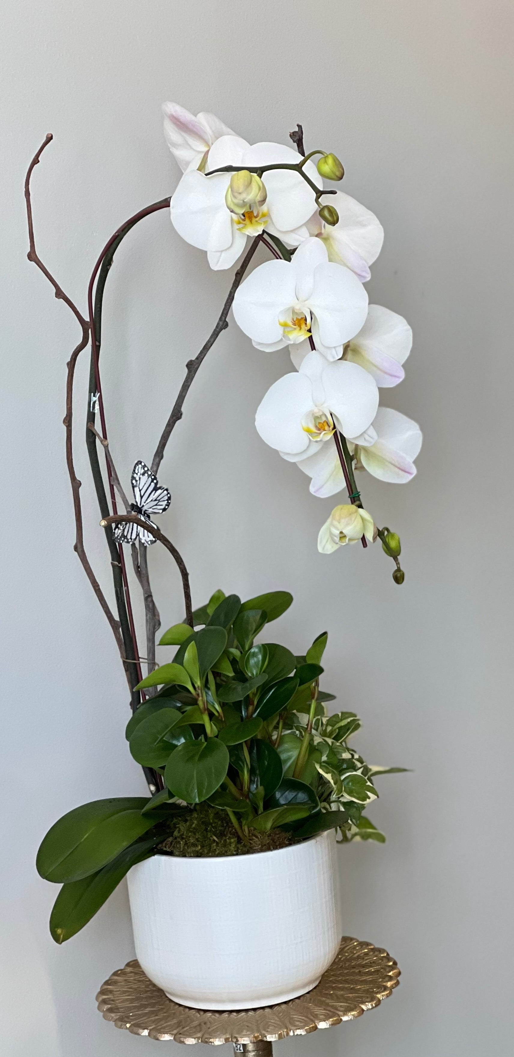 Vivienne White Single Stem Cascading Orchid Plant