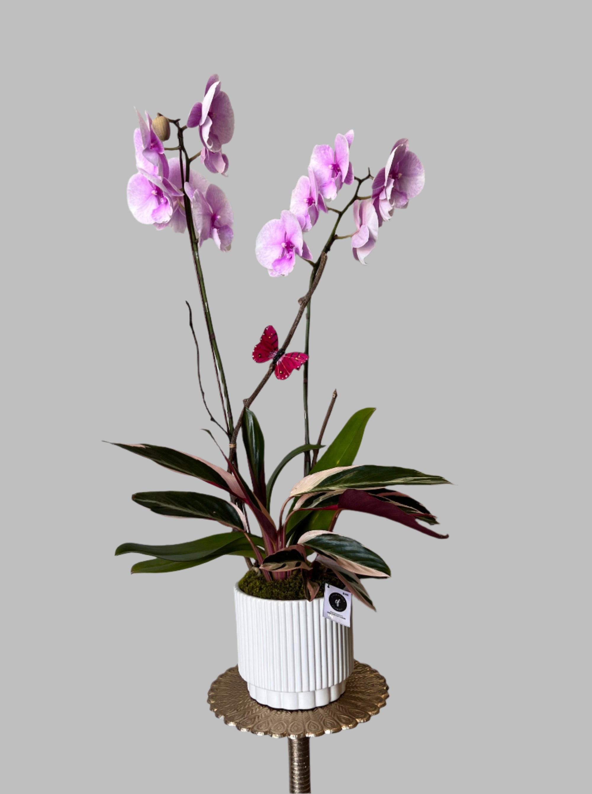 Serena Lavender Double spiked Orchid Plant