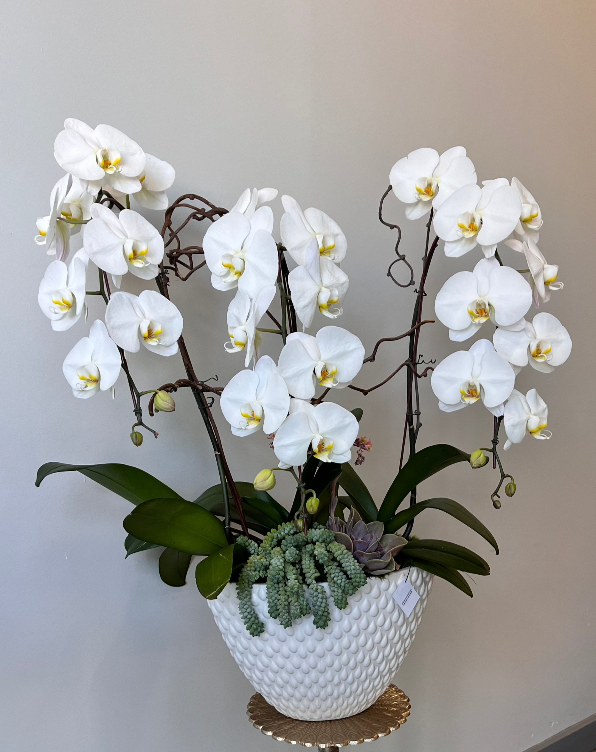Pearl our Large 3 Stem White Cascading Orchid
