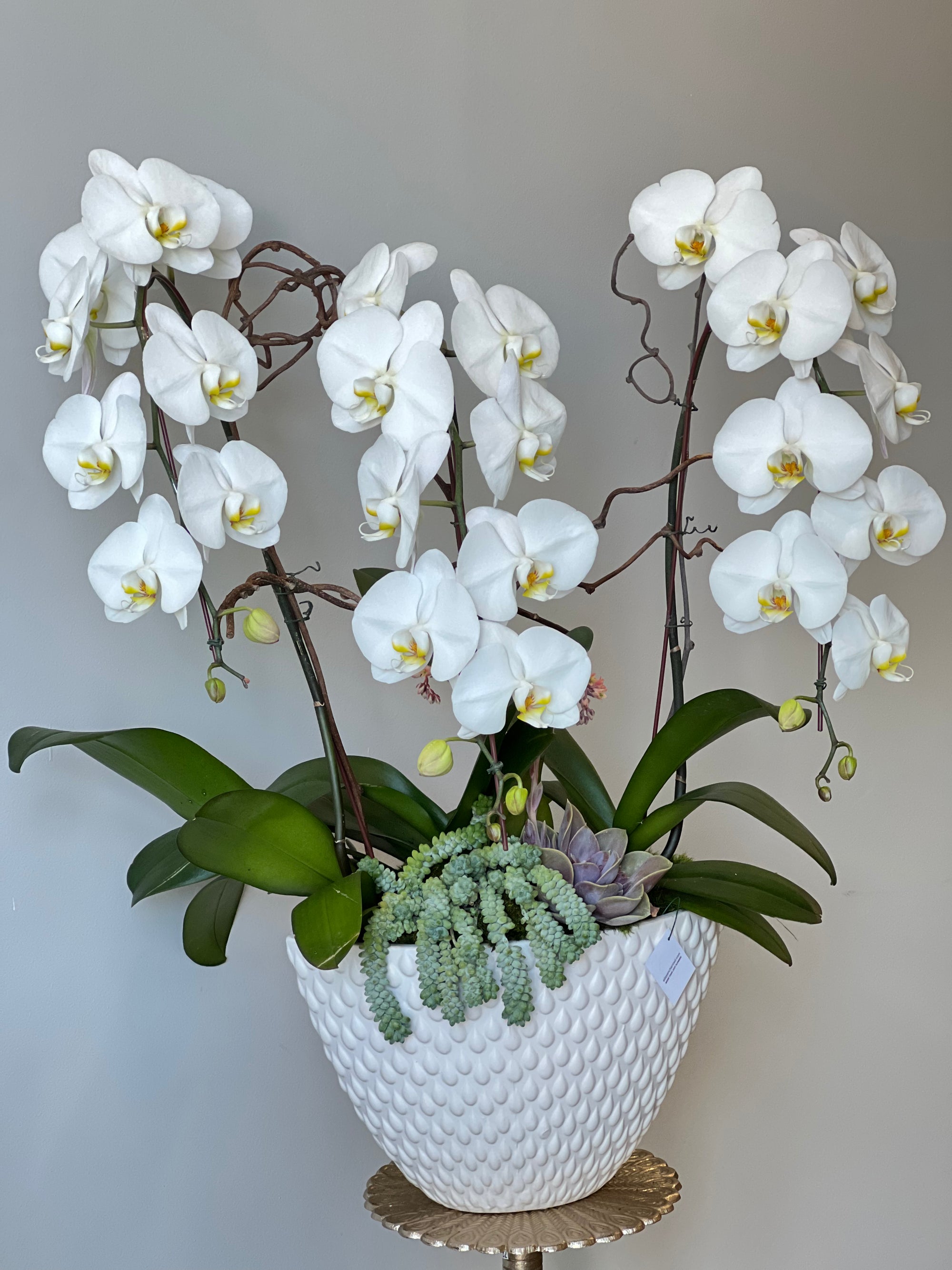 Pearl our Large 3 Stem White Cascading Orchid
