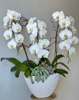 Pearl our Large 3 Stem White Cascading Orchid