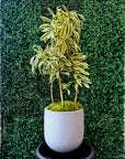 Pleomele Song Of India Exclusive Single-Edition Potted Plants - Limited Selection