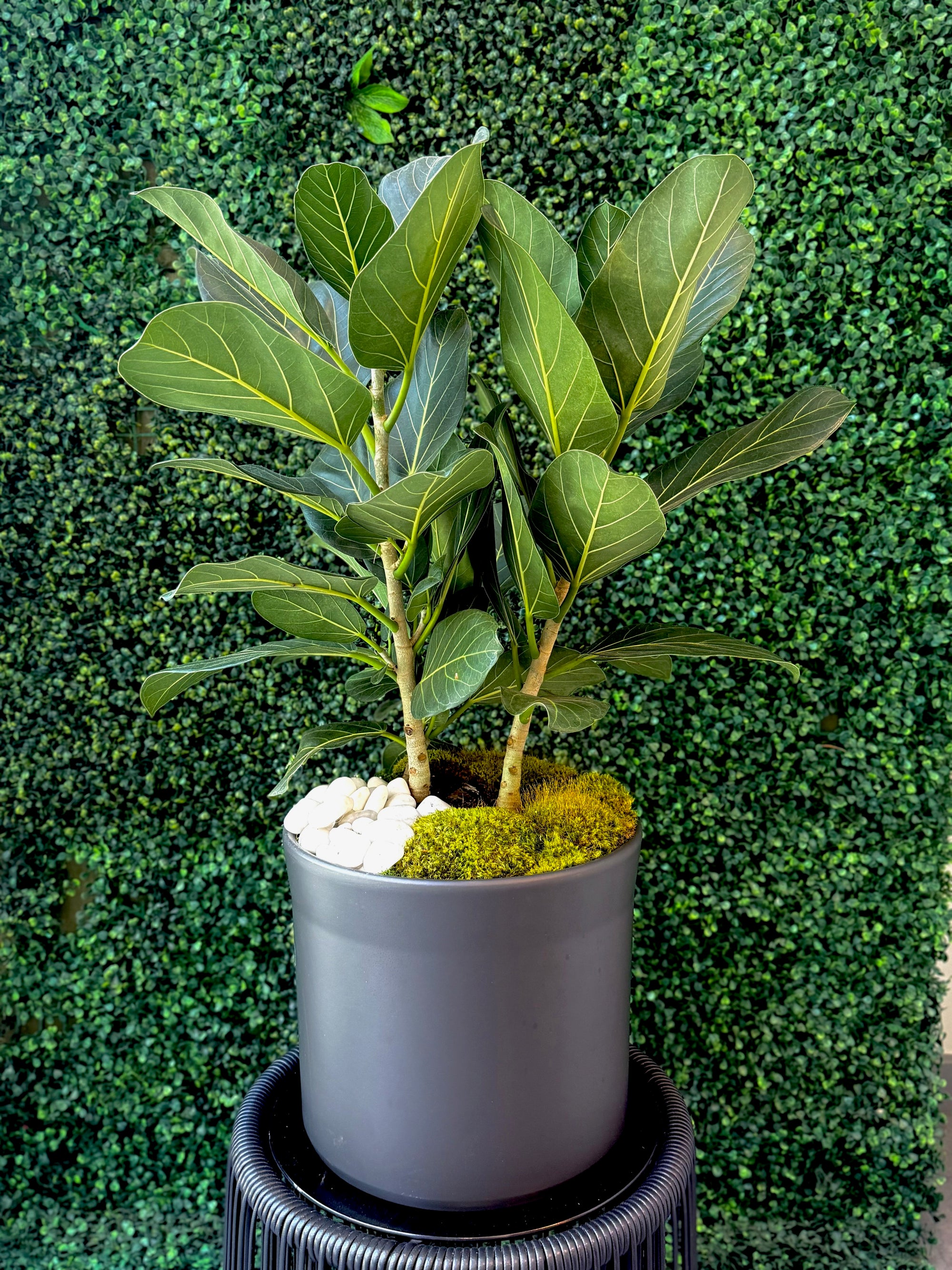 Fiddle Leaf Fig