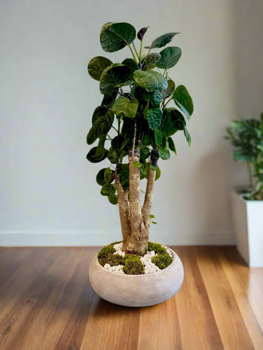 Aralia Fabian