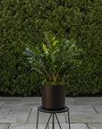 ZZ Plant