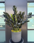 ZZ Plant
