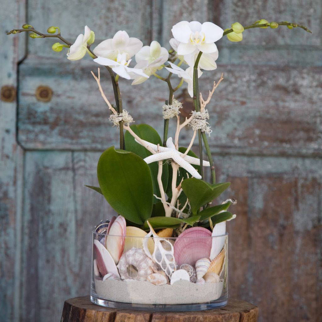 Orchids, Succulents, and Plants