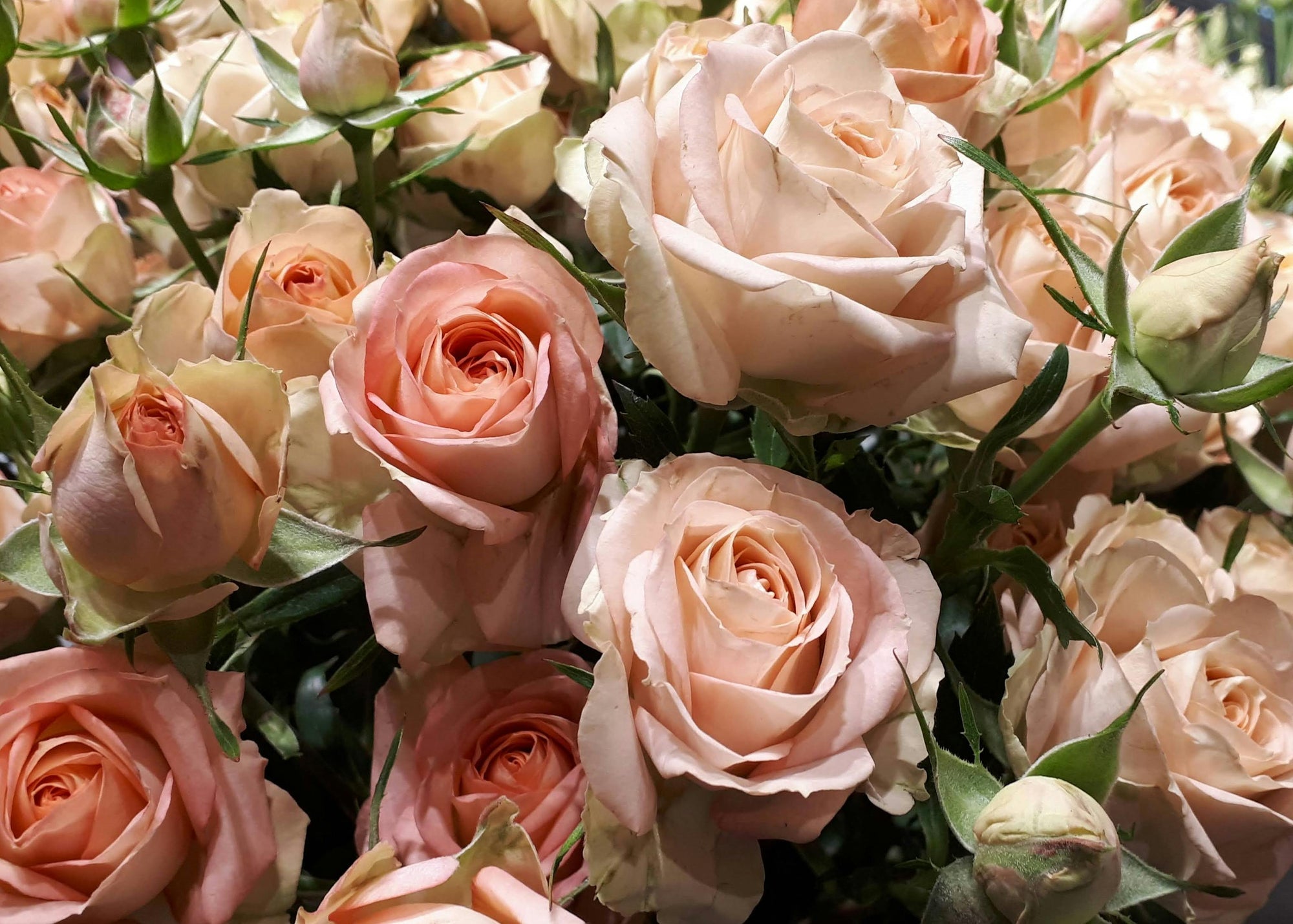 The Rose Garden