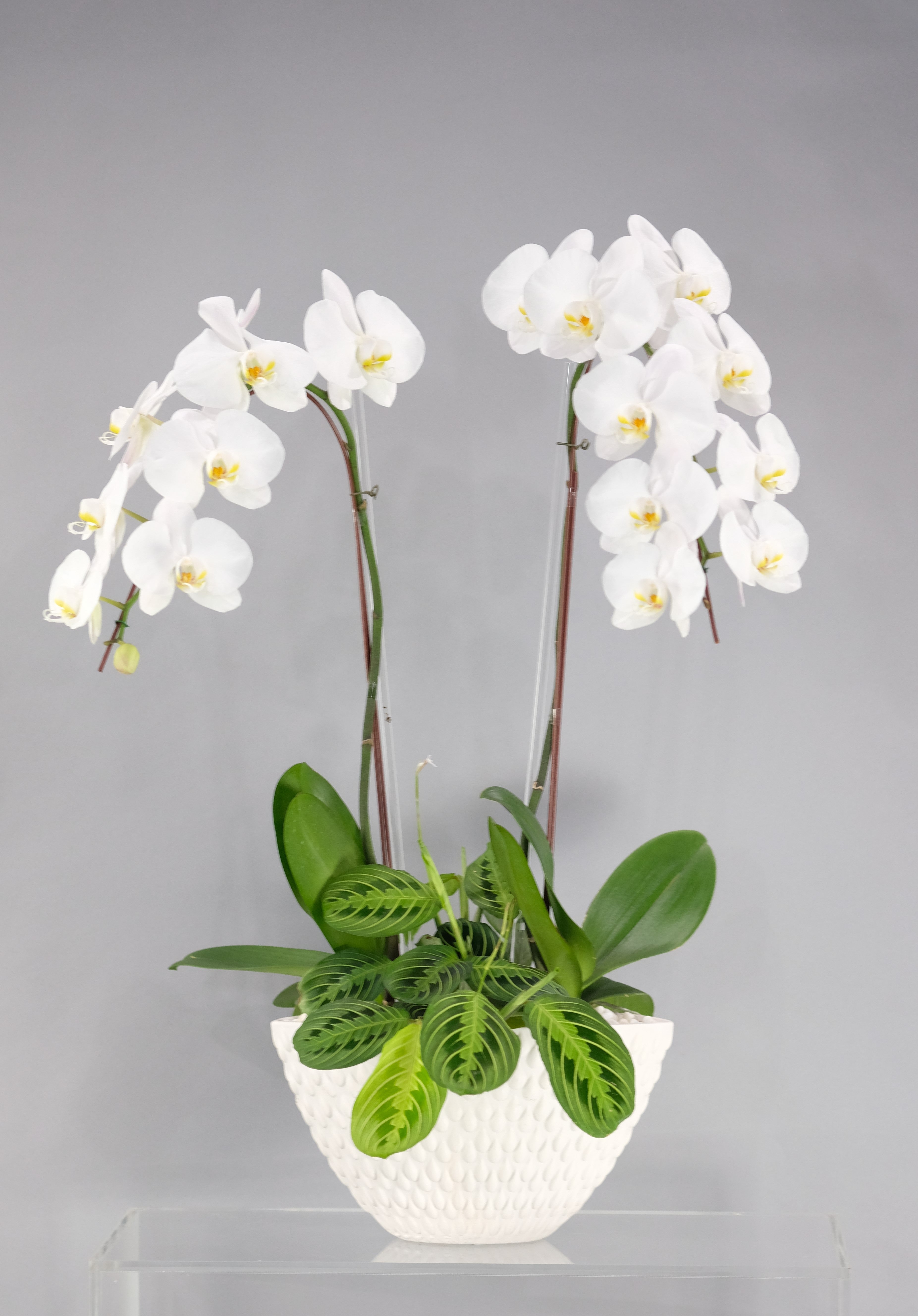 Bridgette enchanted florist