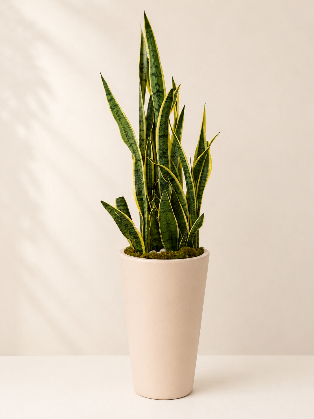 snake plant tall pot Modern Snake Plant – Enchanted Florist