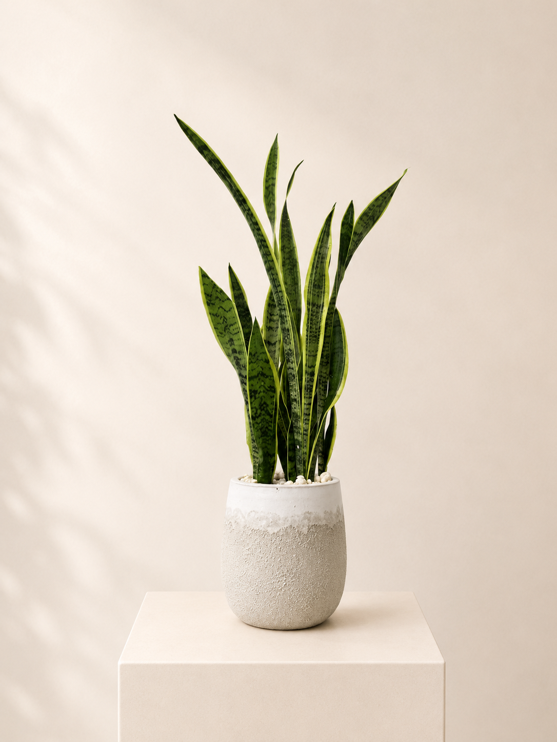 vase for snake plant Petite Snake Plant