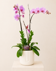 Signature Double Stem Orchid