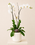 Signature Double Stem Orchid