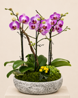 Mini Orchid Trio