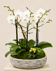 Mini Orchid Trio