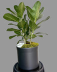 Fiddle Leaf Fig