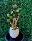 Plum Aralia