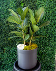 Fiddle Leaf Fig