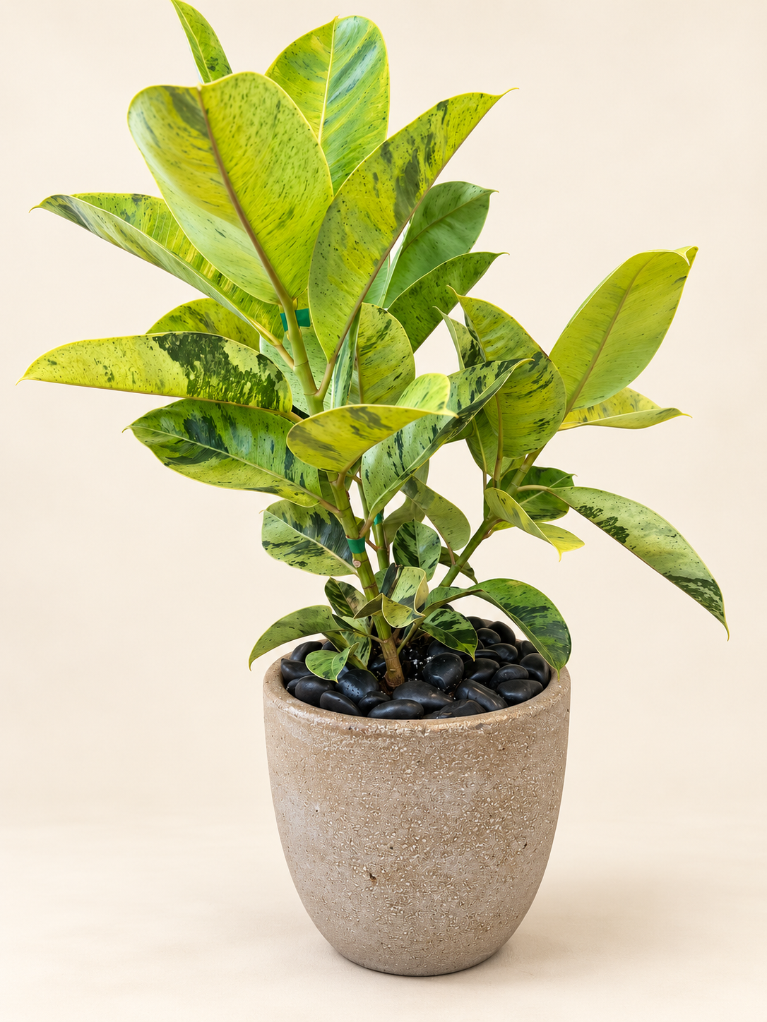Variegated Rubber Plant in warm stone pot